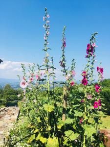 un grupo de flores en la cima de una colina en Ferme de la Cochette en Montcel