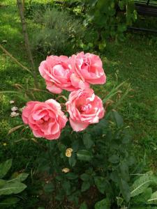 a group of pink roses in a garden at Apartment Manda in Rakovica