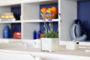 a potted plant on a counter in a kitchen at Hotel Apartamento Solverde in Espinho