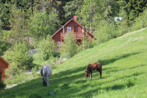 two horses grazing in a field in front of a cabin at Karawankenpanorama EG in Grassendorf