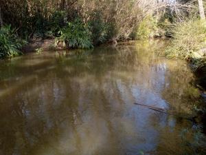 una corriente de agua con árboles y arbustos en Cabaña mandala en Tigre