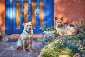 Ospiti di Adobe and Pines Inn Bed and Breakfast con animali domestici