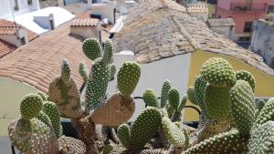 a group of cactuses in front of a building at Ninetta's apartment - Bernalda (Matera) in Bernalda