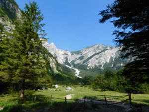 two cows grazing in a field with mountains in the background at Apartment Vista in Tolmin