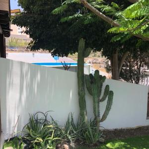 ein Kaktus steht neben einer weißen Wand in der Unterkunft Apartamento Adeje II in Adeje
