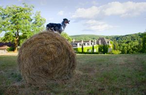 Gallery image of La Chartreuse du Maine in Cubjac-Auvézère-Val d'Ans