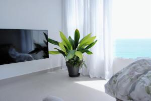 una pianta in vaso seduta in una stanza con finestra di Apartamento con vistas al mar ad Alicante