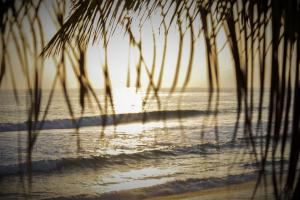 uma vista para a praia com uma palmeira em Cerritos Beach Inn em El Pescadero