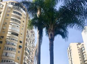 deux palmiers devant deux grands bâtiments dans l'établissement Central Torremolinos Studio, à Torremolinos