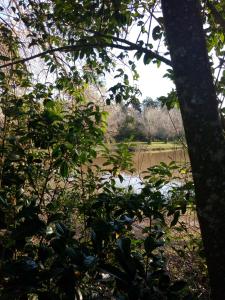 a view of a body of water through the trees at Cabaña mandala in Tigre