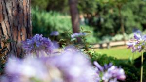 a bunch of purple flowers next to a tree at Les Pins de l'Escalet in Ramatuelle