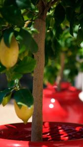 a tree with a lemon hanging from it at Les Pins de l'Escalet in Ramatuelle