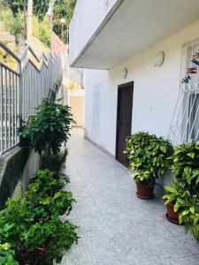 a courtyard with potted plants in front of a building at Apartman Turkovic in Herceg-Novi