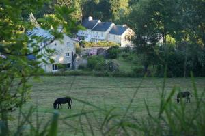 three horses grazing in a field in front of a house at Le Clos Saint Jean in Sainte-Honorine-des-Pertes