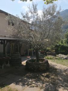a tree in a pot in front of a house at La Mandra in Morino
