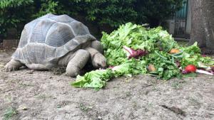 Altri animali domestici presso il bed & breakfast o nei dintorni