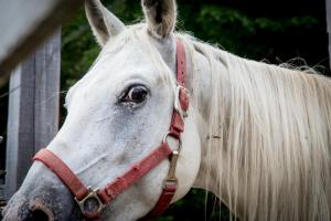 un primer plano de un caballo blanco con una brida roja en Chalets Lac Beauport en Lac-Beauport