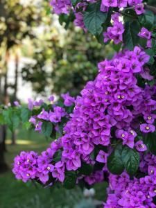 a bunch of purple flowers on a tree at Appartamenti Villa Andrea in Garda