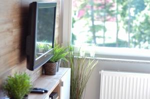 コウォブジェクにあるApartament z klimatyzacjąの植物窓際の壁掛けテレビ