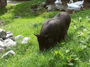 a black pig standing in the grass with ducks at Apart Heim in Fügen