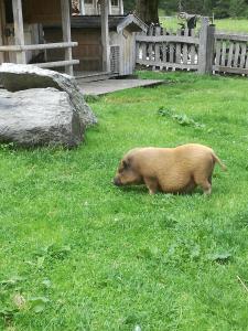 a small brown pig walking in the grass at Apart Heim in Fügen