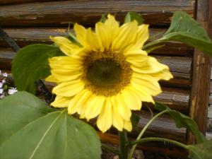 a yellow sunflower in front of a wooden fence at Gästehaus Bergland in Berwang