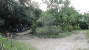 a dirt road with trees and flowers on it at Bohemia Resort in Ko Tao