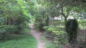 a dirt path through a forest with trees at Bohemia Resort in Ko Tao
