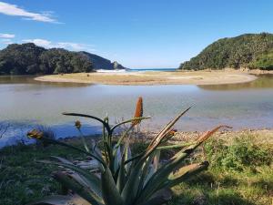 una planta junto a un cuerpo de agua con una playa en Ikaya Accommodation Psj en Port St Johns