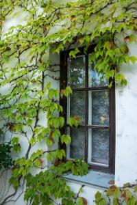 a window on a building covered in ivy at Bahitgul Boutique-Hotel in Bakhchysarai