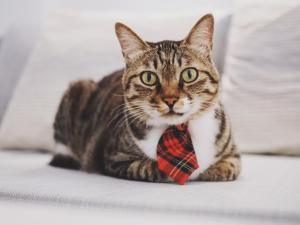 和主人一起入住希腊遇见猫的宠物