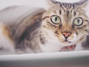 和主人一起入住希腊遇见猫的宠物