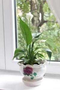 a plant in a white bowl on a window sill at A&A in Novi Sad