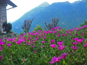 um campo de flores cor-de-rosa com montanhas ao fundo em Agriturismo Al Castagneto em Mazzo di Valtellina