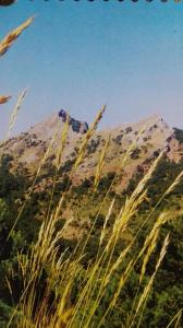 a mountain with tall grass in front of it at Hostal Almenara in Paterna del Madera