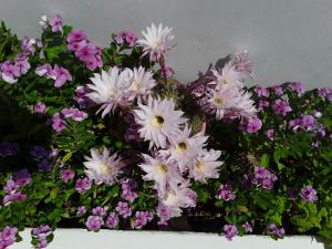 a bunch of purple and white flowers in a pot at Azalea Hotel in Kamari
