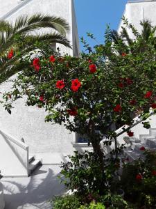 a tree with red flowers in front of a building at Azalea Hotel in Kamari