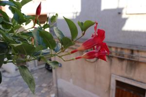 Billede fra billedgalleriet på Casa Antica i Fasano