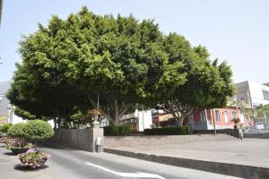 Fotografia z galérie ubytovania Apartamento Zona Rural v destinácii Güimar