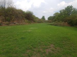 a large field of green grass with trees in the background at Ferienwohnungen und Zimmer in Nordhausen in Nordhausen