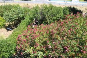 un jardín con flores rosas y arbustos verdes en Boa Vivenda en Carcavelos