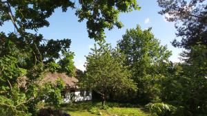 een huis in het midden van de bomen bij GOGGE's HUS in Tisvildeleje