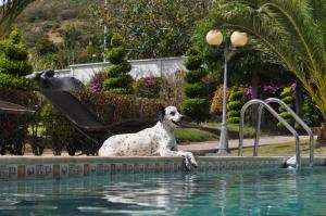 un perro sentado en el borde de una piscina en Lujosa Quinta Vacacional Ibarra, en Ibarra