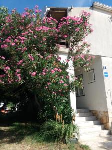 Zahrada ubytování Apartman Nona