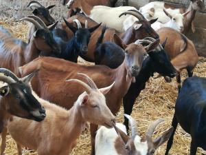 Φωτογραφία από το άλμπουμ του Agriturismo Torrevecchia σε San Pancrazio Salentino +51 φωτογραφίες