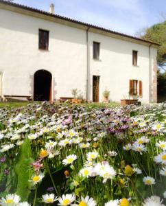 un campo de flores frente a un edificio blanco en Hotel Locanda Minerva en Monteleone Rocca Doria