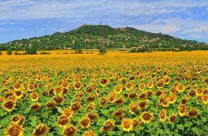 a large field of sunflowers in front of a mountain at Aqua Faház in Mesteri