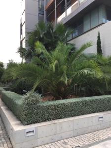 a garden in front of a building with palm trees at Loft with terrace 24m2, swimming pool and garage in Chirivella