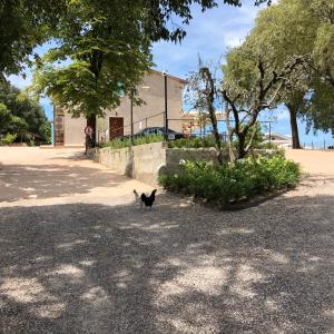 明喬河畔蓬蒂的住宿－agriturismo2laghi，一只黑猫站在一座建筑前