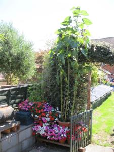 a garden with a potted plant and flowers at Perfect for Petersfield B&B in Petersfield